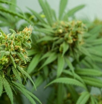 Between Hope and Opportunity