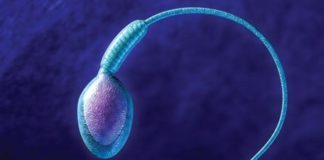 What About His Fertility?