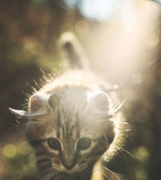 5 Tips to Keep Your Pets Green and Happy