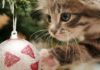 Keep your Pets Safe this Season