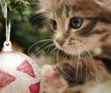Keep your Pets Safe this Season