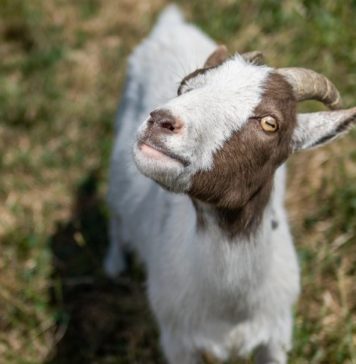 How to Save a Sanctuary