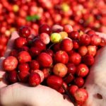 6_cranberries_shutterstock_1841185045.jpg