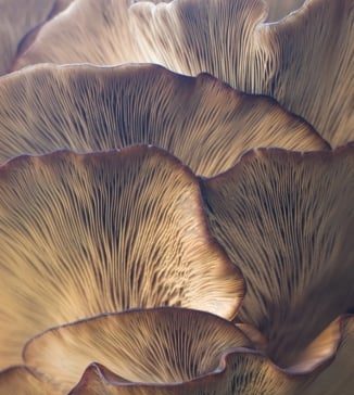 The Secret Life of Fungi