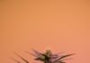 Cannabis For Mental Health