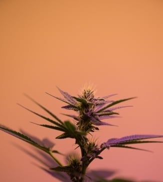 Cannabis For Mental Health