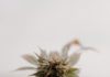 Why I Grow Hemp