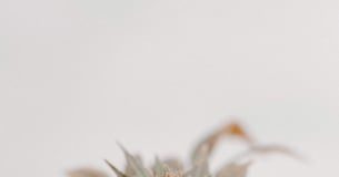 Why I Grow Hemp