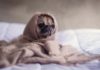 Dealing with Depression, Anxiety, and Loneliness During COVID-19