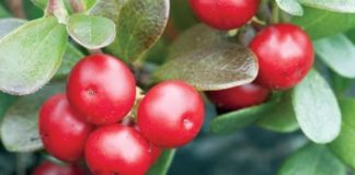 For Brighter, Youthful Skin