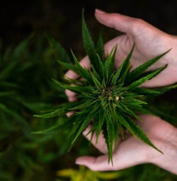 Cannabis In Cancer Treatment