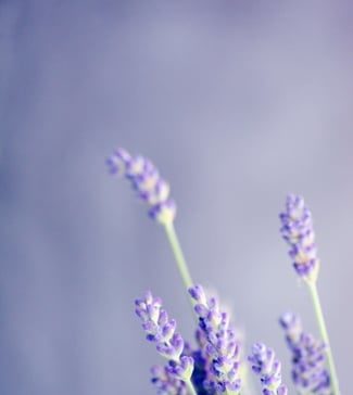Back-to-School Aromatherapy Essentials
