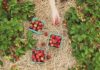 Digging For The Roots Of Our Food
