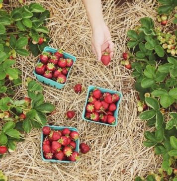 Digging For The Roots Of Our Food