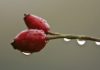 Remarkable Rosehip