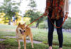 Pet Health Tips for an On-the-Go Lifestyle