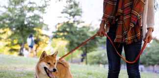 Pet Health Tips for an On-the-Go Lifestyle