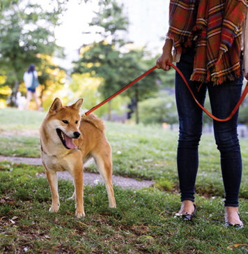 Pet Health Tips for an On-the-Go Lifestyle