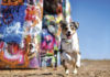 Dietary Solutions for Pets