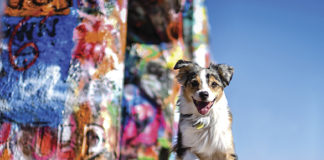 Dietary Solutions for Pets