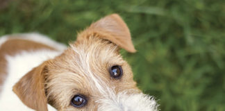 4 Tips to Prepare a Pet-Friendly Fire Safety Plan