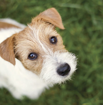 4 Tips to Prepare a Pet-Friendly Fire Safety Plan