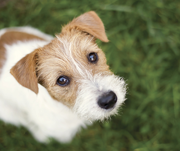 4 Tips to Prepare a Pet-Friendly Fire Safety Plan - 15835