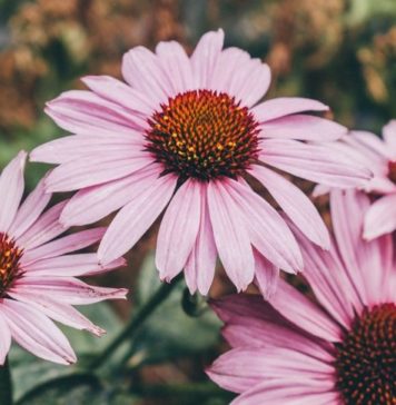 Optimize Your Family’s Health