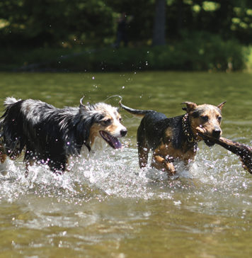 5 Tips to Reduce Your Pet\’s Environmental Pawprint