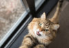 4 Ways to Help Transition Pets to Post-Quarantine Routines
