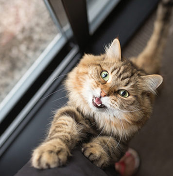 4 Ways to Help Transition Pets to Post-Quarantine Routines