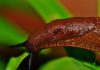 Controlling Slugs