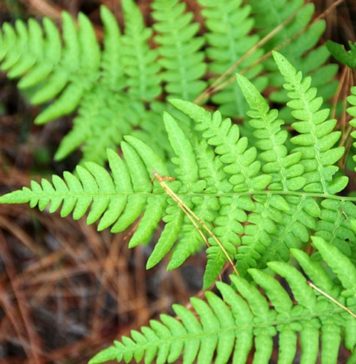 Easy Care: Spider Plants and Exotic Ferns