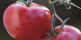 Gardening With Charlie – How to Grow a Tomato