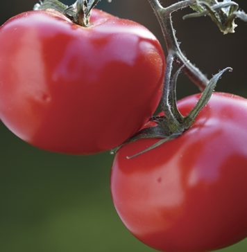 Gardening With Charlie – How to Grow a Tomato