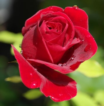 Gardening With Charlie – Pruning a Shrub Rose