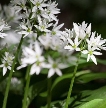 Clumpy, Grassy Weeds Need Control Now