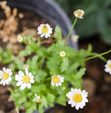 Growing Vegetables in Containers