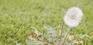 Know Before They Grow