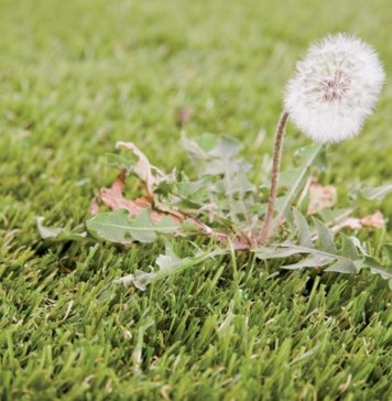 Know Before They Grow