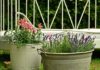 Garbage-Can Gardening