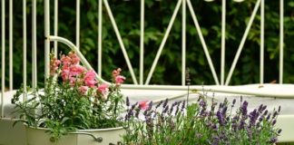 Garbage-Can Gardening