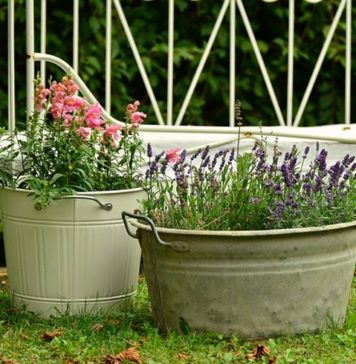 Garbage-Can Gardening