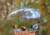 Attract More Birds to Your Backyard