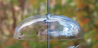 Attract More Birds to Your Backyard