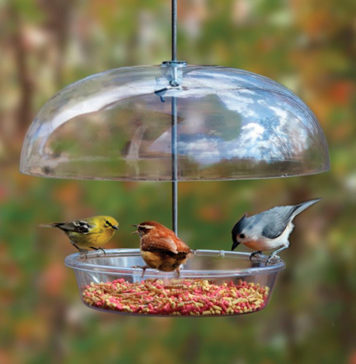 Attract More Birds to Your Backyard