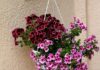 Best Height for Hanging Basket Plants