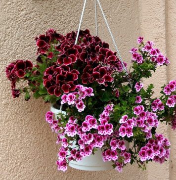 Best Height for Hanging Basket Plants