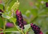 Pretty Pokeweed Poisonous From Berries to Tap Root