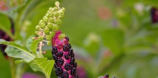 Pretty Pokeweed Poisonous From Berries to Tap Root